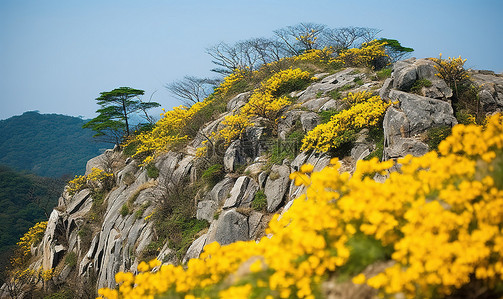 山边岩石上的黄色花朵