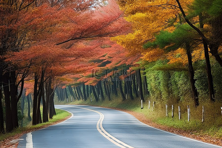 秋天都是背景图片_道路两旁都是红叶树木