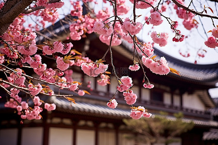 南南麻辣烫背景图片_盛开的樱花树在一座古建筑前