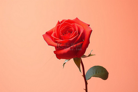 红玫瑰玫瑰背景背景图片_一朵红玫瑰坐在橙色的背景上