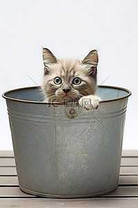 虎猫背景图片_一只虎斑猫在金属桶内休息