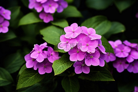 紫色花朵盛开绿叶的图像