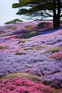 一片紫色花朵的田野，有岩石和树木