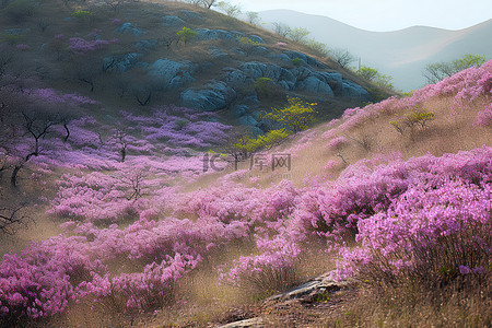 长津湖拼搏背景图片_一座长满紫色花朵的小山