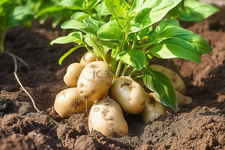 土豆植物背景图片_花园里绿叶马铃薯植物的图像