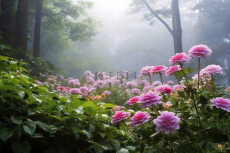 雾天行驶背景图片_雾天森林里的花朵