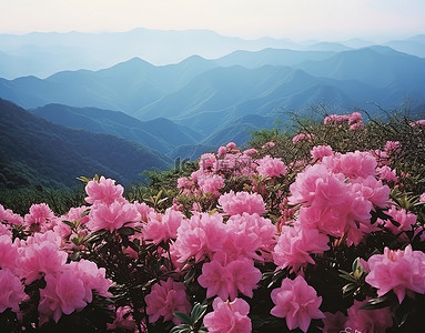 山粉色背景图片_山间盛开的玫瑰