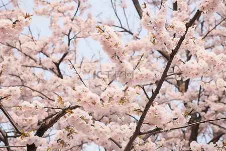 春天粉色樱花背景图片_白树上的花很白