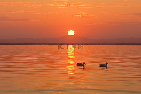 两只鸭子在平静的水中，身后是夕阳