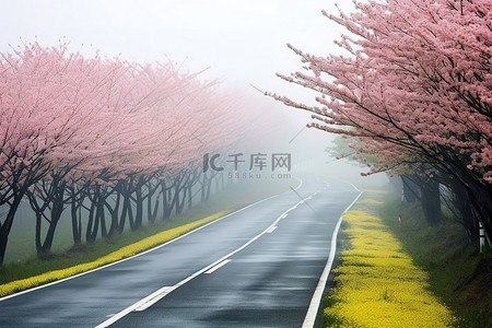 雾天，一条白色的路，有黄色开花的树木