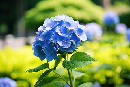 绣背景图片_绿色花园上的蓝色绣球花模糊的背景