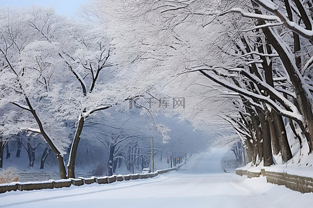 雪花脸谱背景图片_树木景观附近的一条道路被雪覆盖