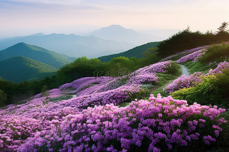 山脉背景背景图片_紫色的花朵在山间绽放