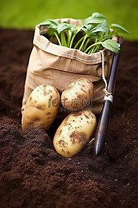 泥土背景图片_将装有泥土的纸袋中的两个土豆放入单独的袋子中
