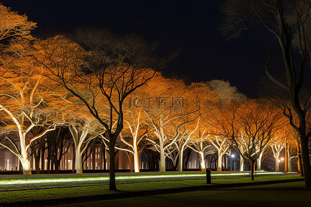 树木在夜间亮起