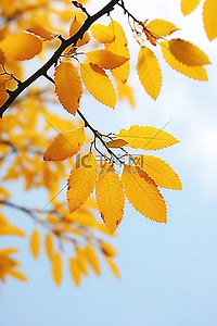 黄叶不断背景图片_蓝天背景树枝上的黄叶