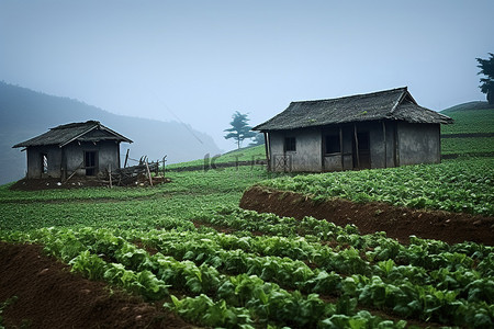 夏天的稻田背景图片_田野中间有一两间小小屋