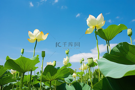 夏天荷叶背景图片_花池里蓝天上有很多莲花