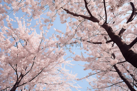 一张照片显示高耸的树木和盛开的粉红色樱花