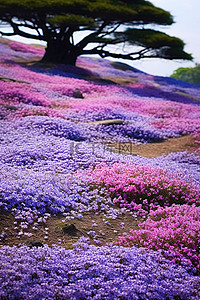 一片紫色花朵的田野，有岩石和树木