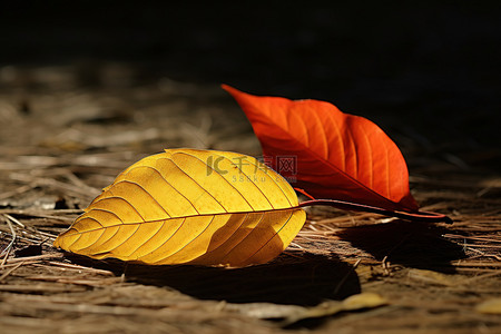 阳光明媚的场景中，两片叶子坐在地上