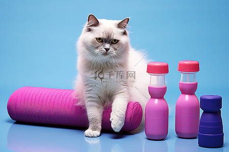 一只白猫坐在水瓶和哑铃上