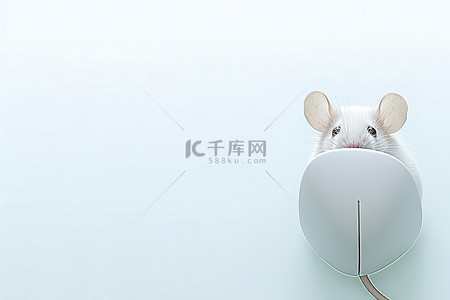 老鼠鸡蛋背景图片_灰色背景与白老鼠的图像