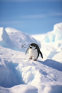 远洋捕捞背景图片_企鹅在贾格尔岛远洋群岛的雪地上行走