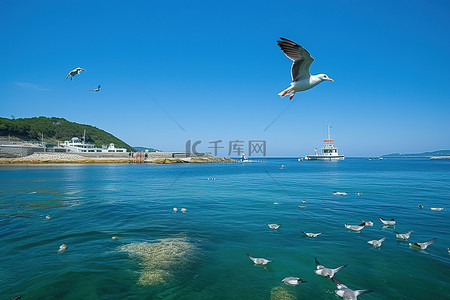 海上的鸟背景图片_一只鸟飞过水面，背景是鱼
