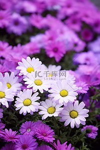 紫色的花朵，白色和黄色的雏菊