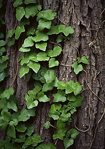 树皮入药背景图片_生长在树皮上的绿色常春藤叶
