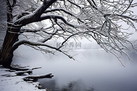 杨树枝背景图片_一些雪湾上的树枝