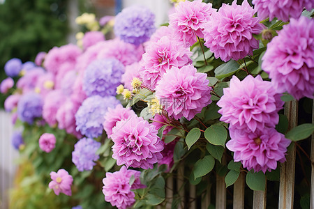 竖起来的栅栏背景图片_栅栏旁盛开着五颜六色的紫色花朵