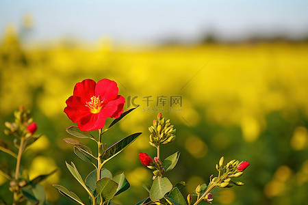 油菜黄绿色田里的红花