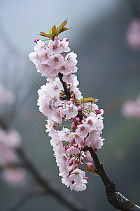 山里的樱花