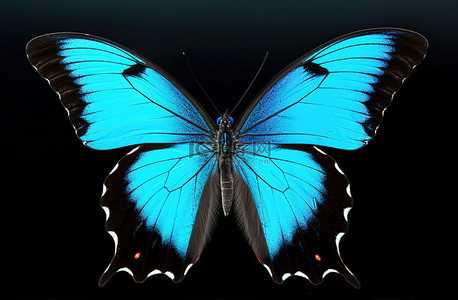 蓝色和黑色的蝴蝶 蓝色的蝴蝶