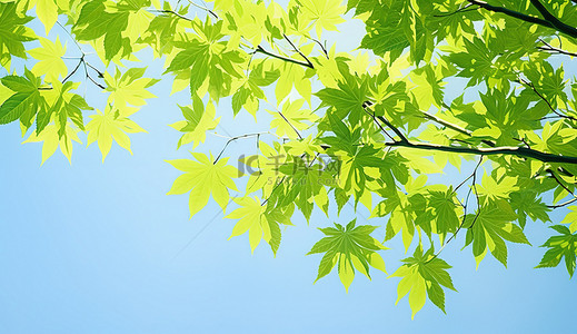 阳光明媚的天空背景图片_阳光明媚的日子里一棵树的叶子