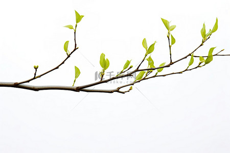 春天绿芽背景图片_白色背景中的小绿芽