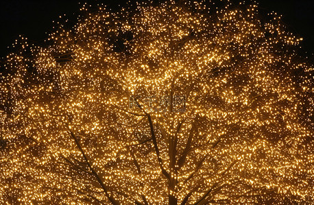 昏暗的灯光背景图片_昏暗的灯光下圣诞灯照亮的树