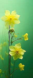 野花背景背景图片_绿色背景上黄色花朵的特写