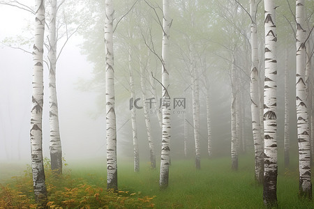 春天天气背景图片_有雾的天气里有白桦树的风景