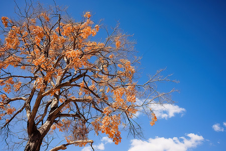 果树景观背景图片_一棵树，叶子映衬着蓝天