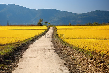 一条通往田野的狭窄土路