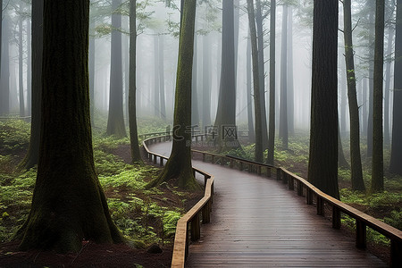 户外运动年会背景背景图片_一条穿过雾气弥漫的森林的木路