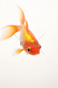 白色背景上的小橙色金鱼