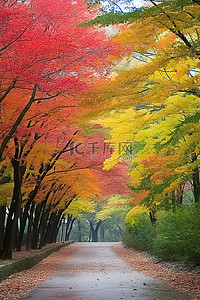 云树木背景图片_柏油路两旁种满了色彩缤纷的树木
