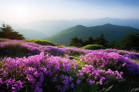 山边的野生紫色花朵