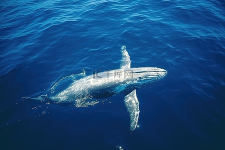 极地冷色背景图片_一条鲸鱼在海里游下去