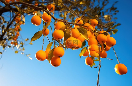 奥里萨邦树果实阳光黄色橙黄色