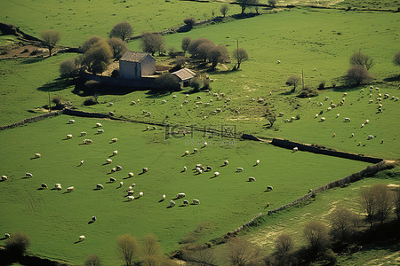 海外风景背景图片_农场和田野的风景，还有一些羊